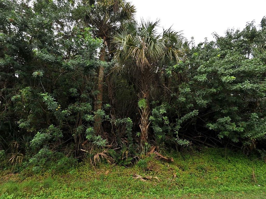 A dense thicket of trees and palm trees grows along a grassy area — CHAMPAGNE AVENUE, NORTH PORT, FL