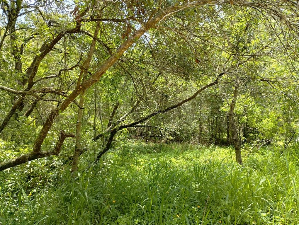 A dense, wooded area with tall green grass and trees under a bright sky — DOGWOOD WAY, LADY LAKE, FL