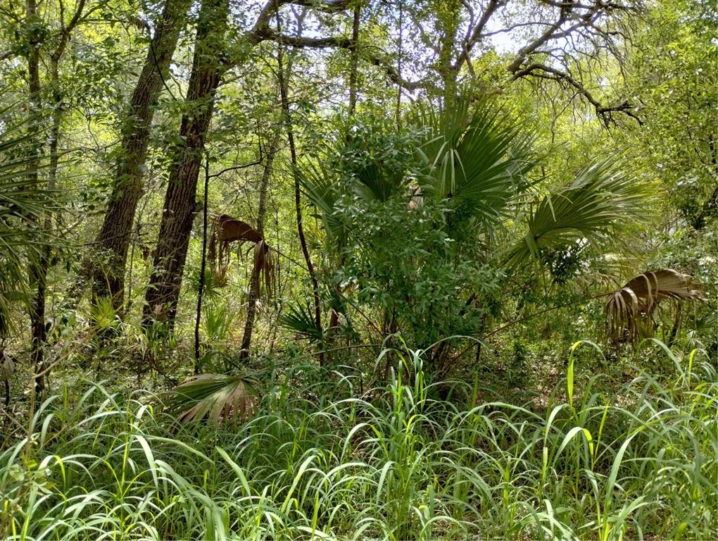 A dense, wooded area featuring tall trees, green foliage, and several saw palmetto plants — DOGWOOD WAY, LADY LAKE, FL