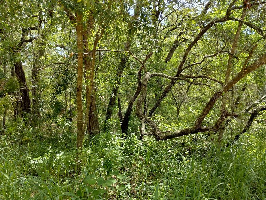 A dense, wooded area with various trees, green foliage, and tall grass under bright sunlight — DOGWOOD WAY, LADY LAKE, FL