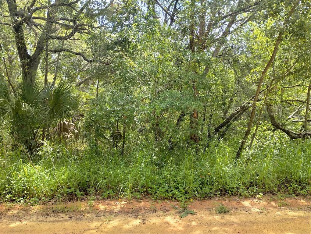 A dirt road runs along the edge of a dense, wooded lot with tall green trees — DOGWOOD WAY, LADY LAKE, FL