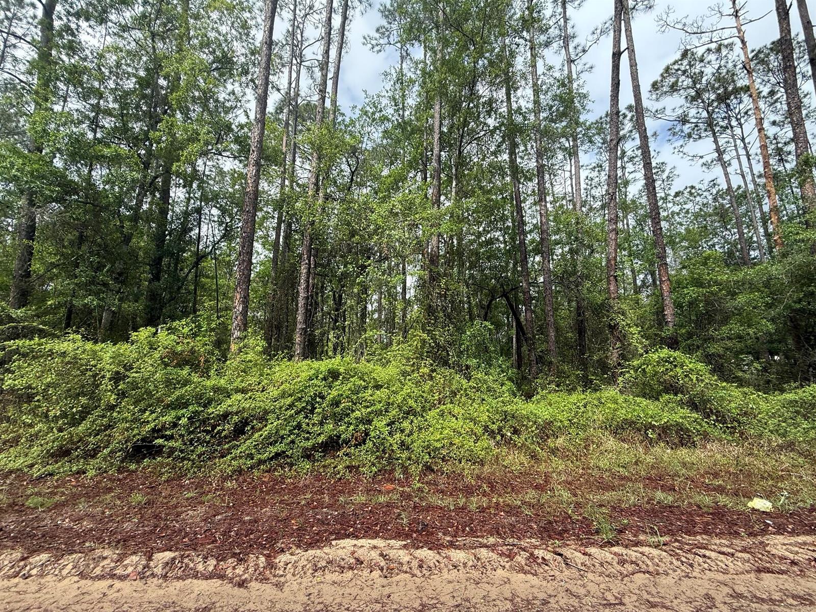 A wooded lot with tall pine trees and dense green undergrowth behind a sandy foreground — Tbd Seminole Avenue, FL 32148, FL