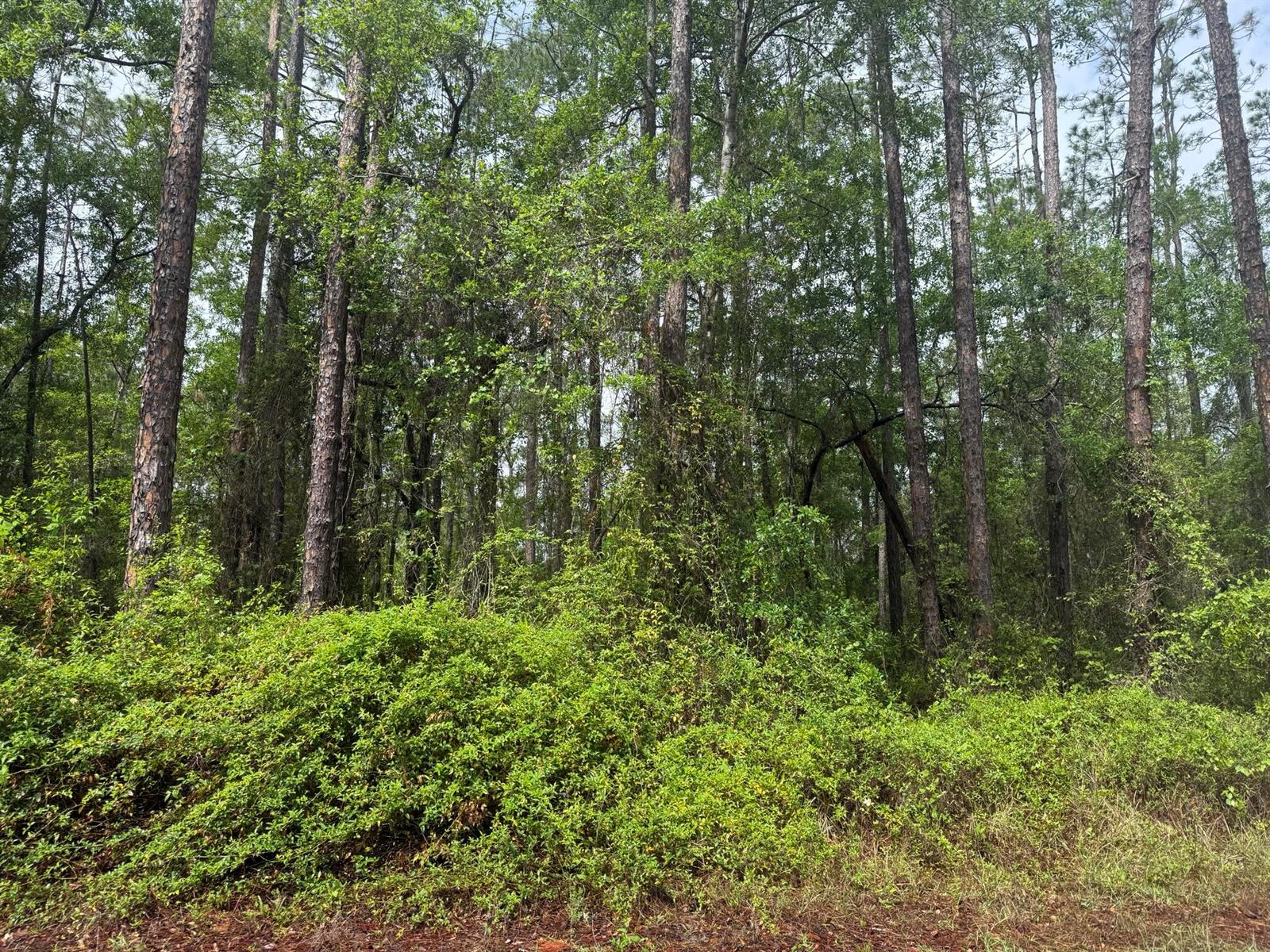 A dense forest with tall pine trees and thick green undergrowth — Tbd Seminole Avenue, FL 32148, FL