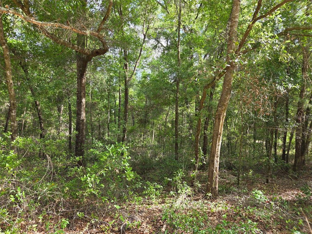 A dense, wooded area with many tall trees and thick undergrowth under a bright sky — 0000 NE 85TH STREET, BRONSON, FL