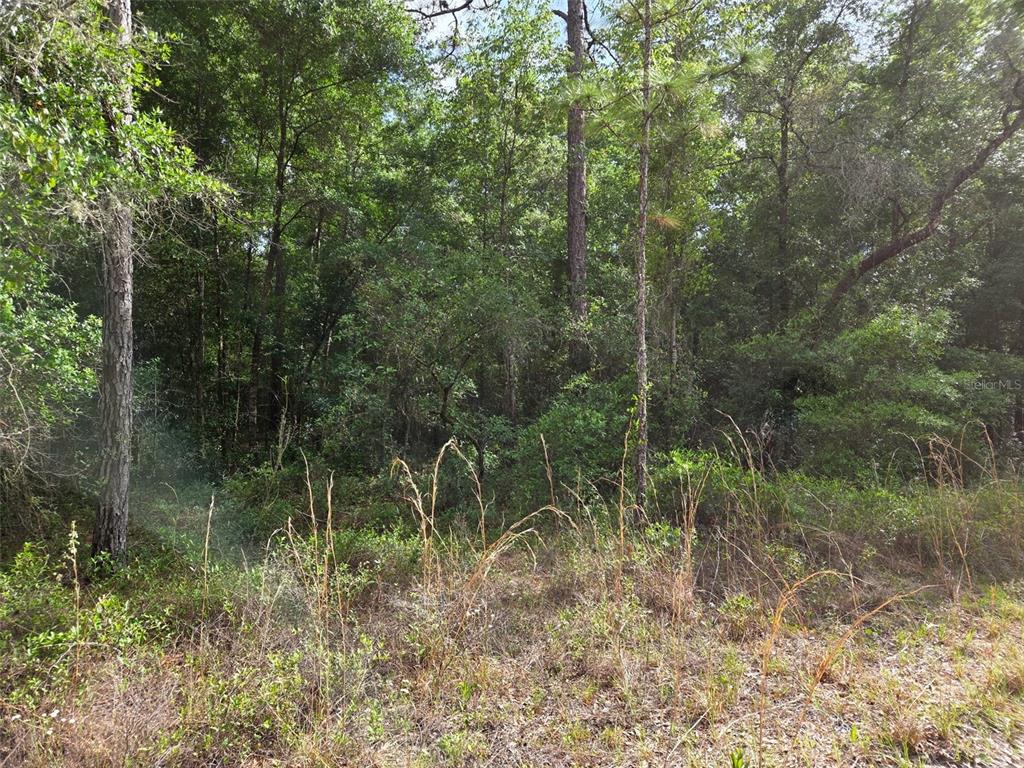 A dense, wooded lot with tall pine trees and thick underbrush — 0000 NE 85TH STREET, BRONSON, FL