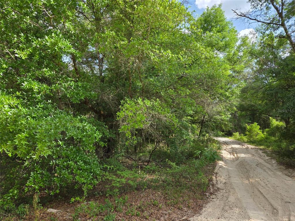 A dirt road runs alongside a dense, wooded area with green trees and foliage — 0000 NE 85TH STREET, BRONSON, FL