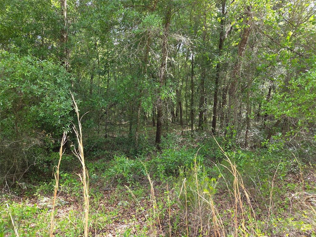 A dense, wooded lot with various trees and low-lying vegetation under a canopy of leaves — 0000 NE 85TH STREET, BRONSON, FL