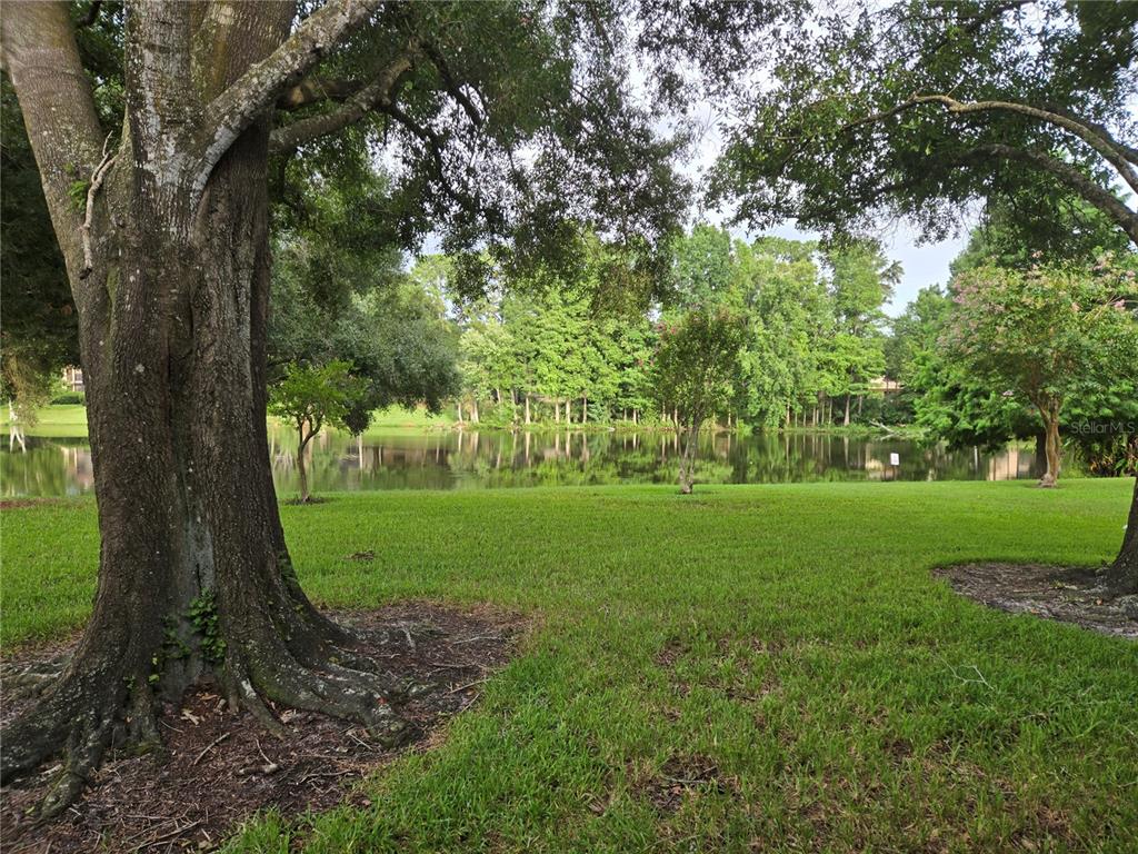 A large tree stands in the foreground of a grassy lawn overlooking a calm lake — 11805 SKYLAKE PLACE UNIT C, TAMPA, FL