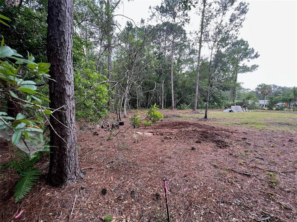 A wooded lot with pine needles on the ground and a survey marker in front — 12955 RIO VISTA AVENUE, NEW PORT RICHEY, FL
