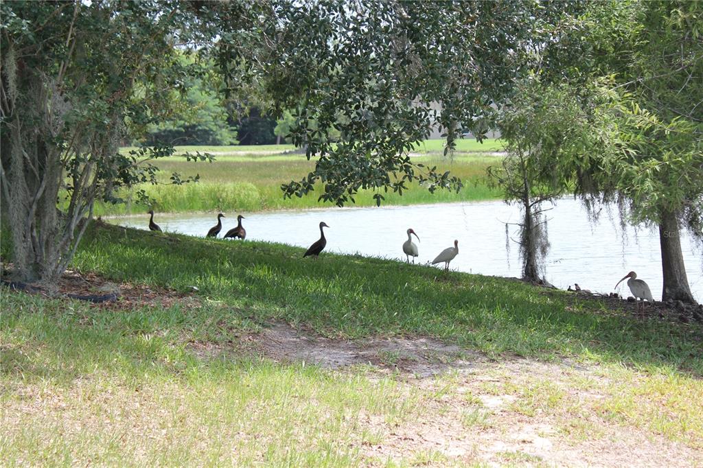 Several birds stand on the grassy bank of a pond under the shade of trees — 1819 SANDHILL LANE, WINTER HAVEN, FL