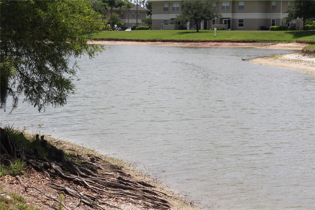 A view of a pond with exposed tree roots on the bank and apartments behind — 1819 SANDHILL LANE, WINTER HAVEN, FL