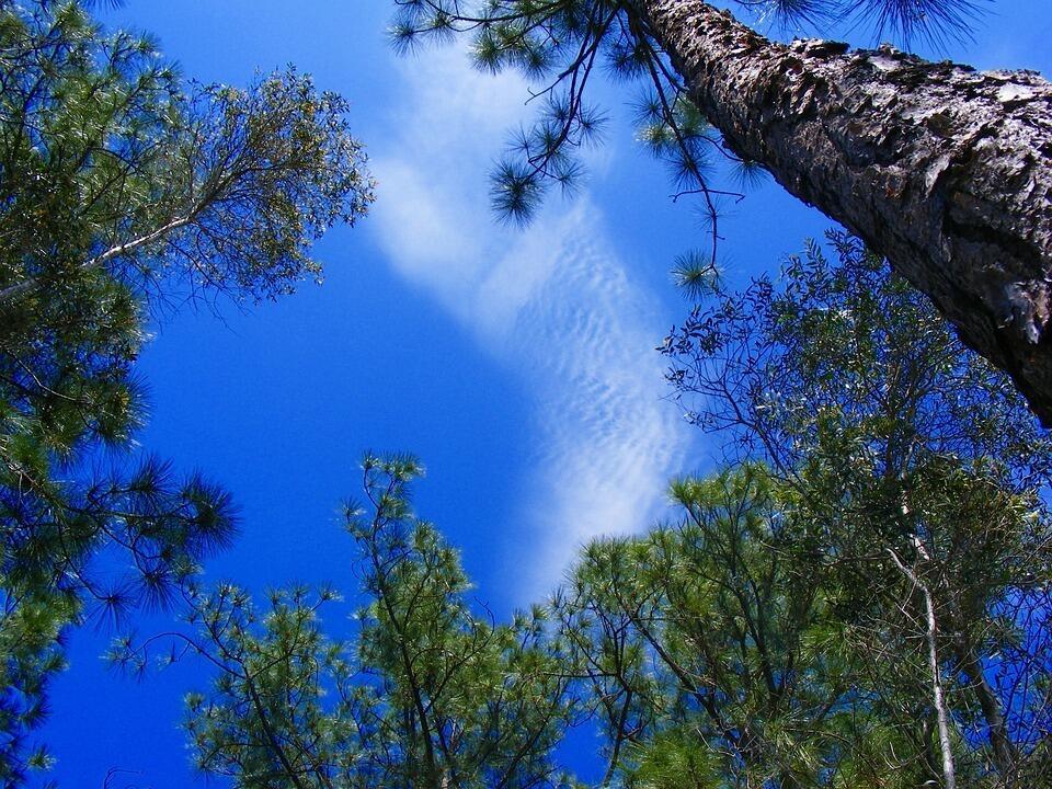 A low-angle view looking up at pine tree branches against a bright blue sky — 1246 Cordoba Street E, Lehigh Acres FL 33974, LEHIGH ACRES, FL