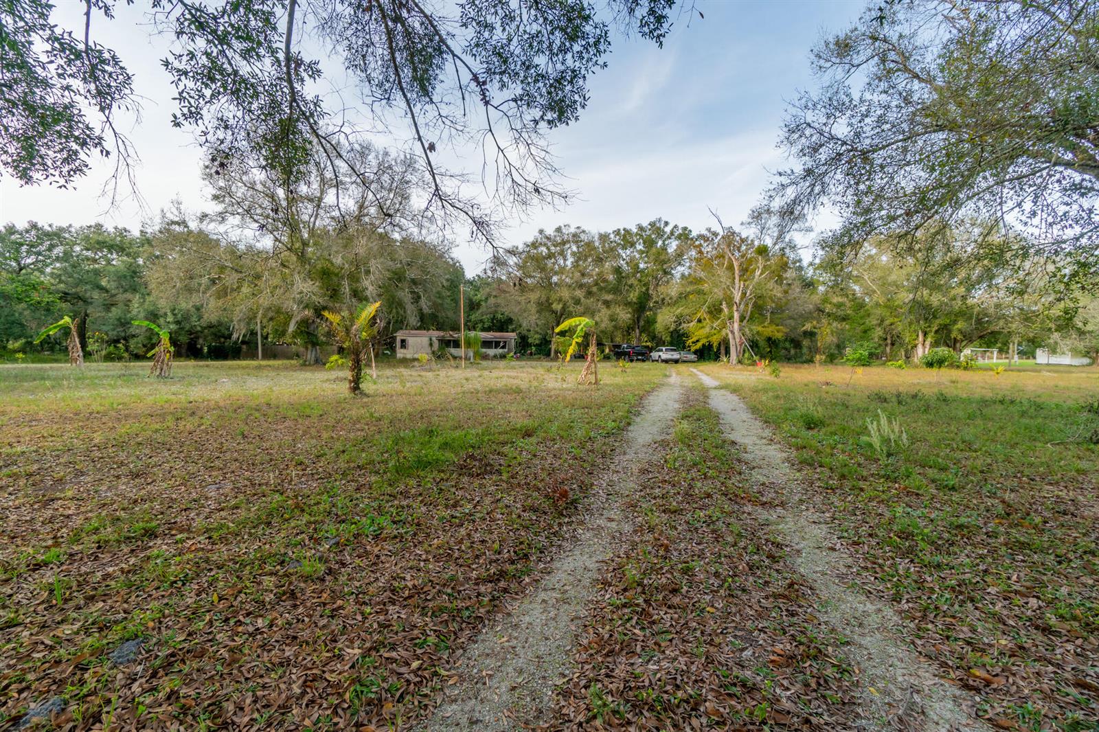 A gravel driveway leads through a grassy lot toward a house surrounded by large trees — 3453 NW 160th Street, Okeechobee FL 34972, OKEECHOBEE, FL