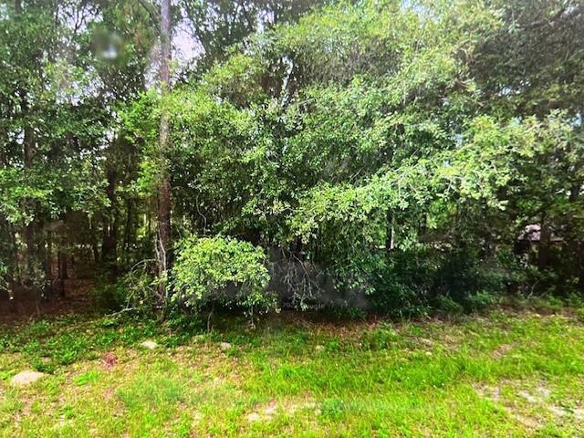 A dense cluster of trees and shrubs grows on a grassy, undeveloped residential lot — 9550 N Quarry Drive, FL 34434, FL