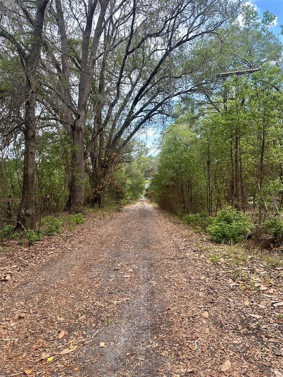A dirt path leads through a wooded area with tall trees and dense foliage — 13647 NE 141ST DRIVE, WALDO, FL