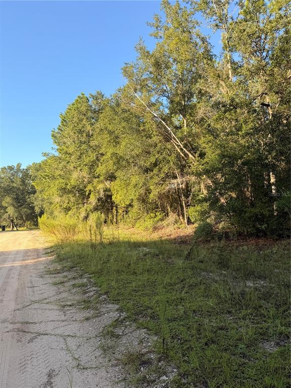 A dirt road runs alongside a wooded lot with dense green trees and vegetation — 115 ORANGE TREE COURT, MELROSE, FL