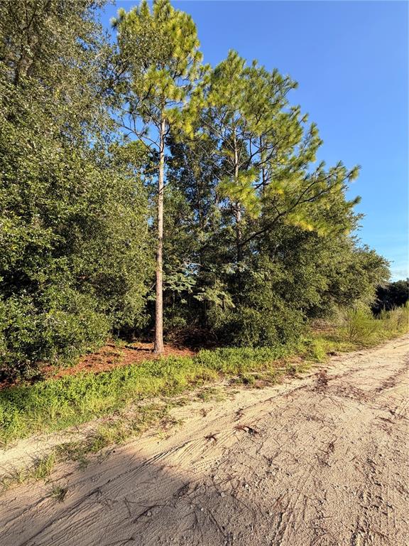 A dirt road runs alongside a wooded area with tall pine trees and dense brush — 115 ORANGE TREE COURT, MELROSE, FL