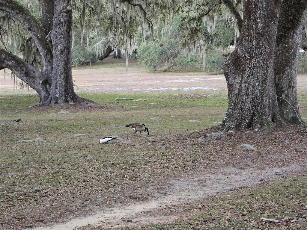 SW 136TH CT. RD, DUNNELLON, FL — photo 4 of 14