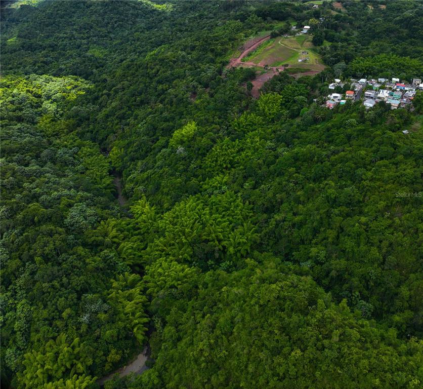 An aerial view shows a dense forest with a winding stream and a nearby residential neighborhood — SR 146 Km. 19.4 Interior BO CORDILLERA, CIALES, PR