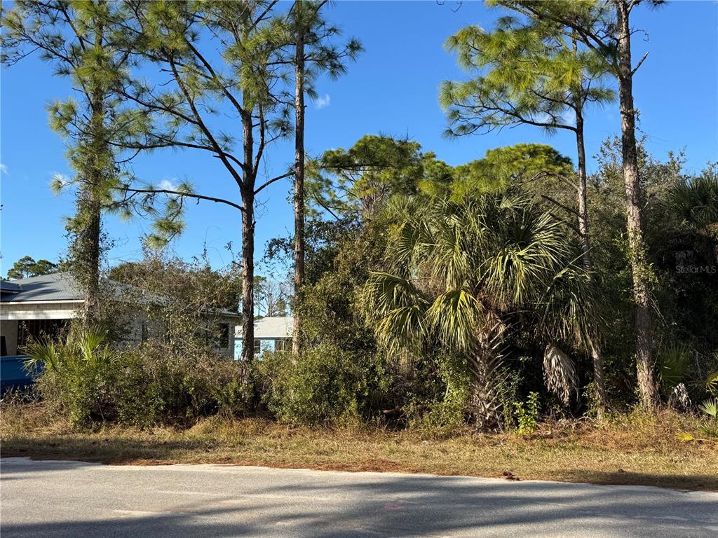 A paved road sits in front of a wooded lot with tall pine trees — Lot 28 SWISS AVENUE, NORTH PORT, FL