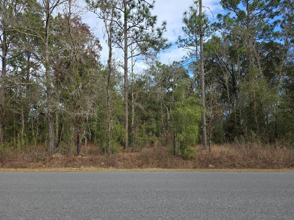 A paved road runs in front of a wooded lot with tall pine trees — SW 140TH COURT, OCALA, FL