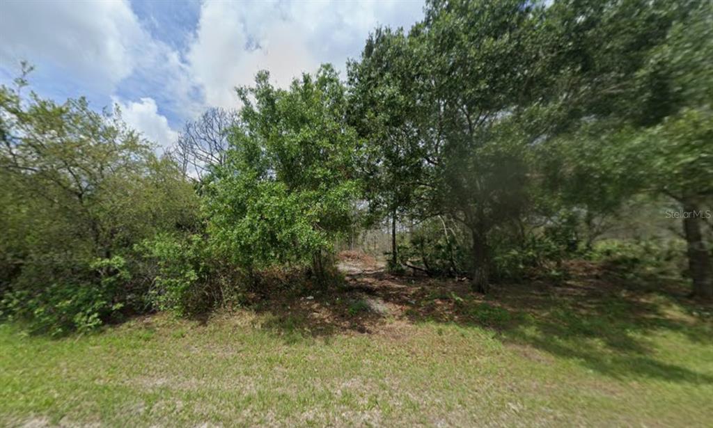 A wooded, undeveloped lot with dense trees and shrubs under a cloudy sky — 869 APPALOOSA AVENUE, CLEWISTON, FL