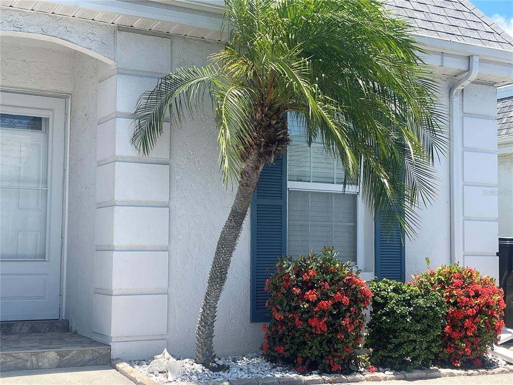 A palm tree and two flowering bushes sit in front of a white house exterior — 9819 HERNANDO COURT UNIT 29-A, BRADENTON, FL