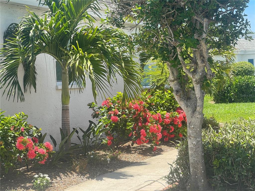 A palm tree and flowering bushes grow along a walkway next to a white house — 9819 HERNANDO COURT UNIT 29-A, BRADENTON, FL