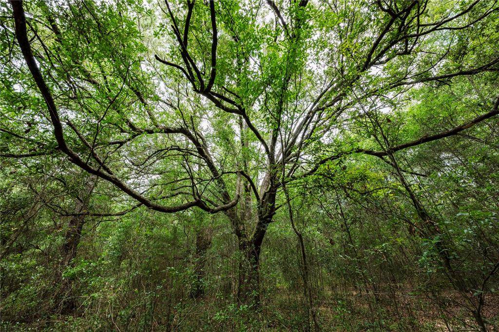 A large, mature tree with spreading branches stands in a dense, wooded forest area — TBD SE 55TH STREET, MORRISTON, FL