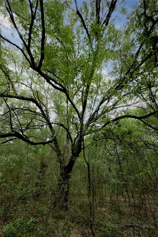A large, mature tree stands in a wooded area with dense undergrowth and green foliage — TBD SE 55TH STREET, MORRISTON, FL
