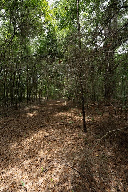 A view of a wooded area with a dirt path covered in fallen leaves — TBD SE 55TH STREET, MORRISTON, FL