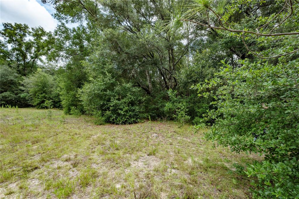 A grassy, partially cleared lot borders a dense forest of mature trees and shrubs — TBD SE 55TH STREET, MORRISTON, FL