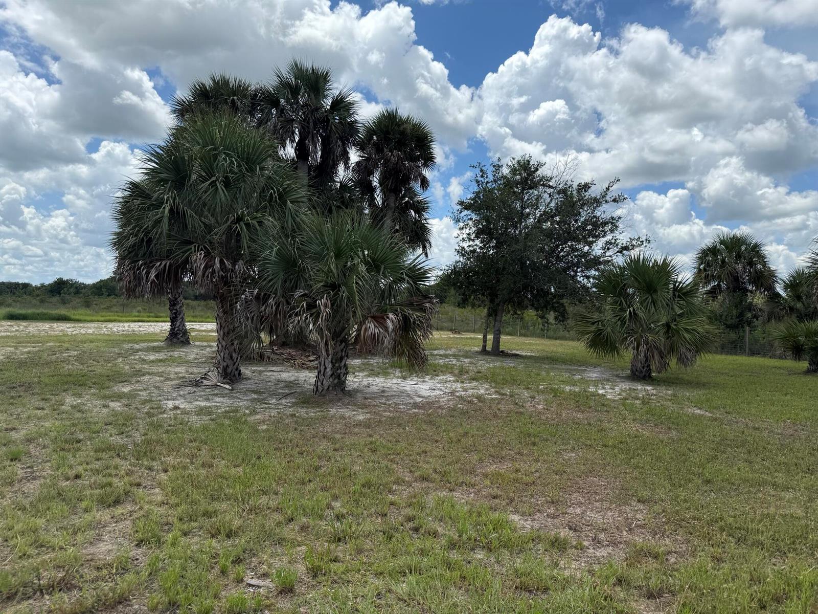 A grassy field features several palm trees and a leafy tree under a cloudy sky — 19374 NW 302, Okeechobee FL 34972, OKEECHOBEE, FL