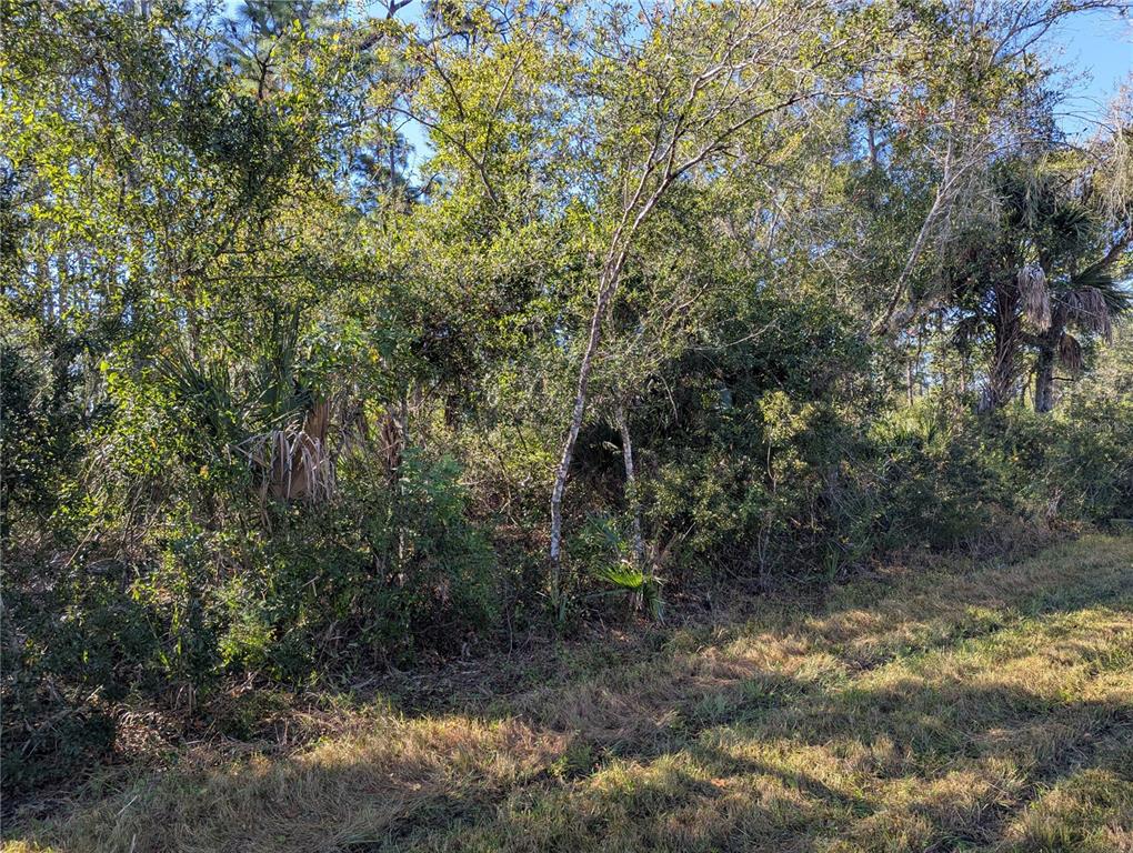 A view of a grassy area bordering a dense thicket of trees and shrubs — 12049 CHAMBERLAIN BOULEVARD, PORT CHARLOTTE, FL