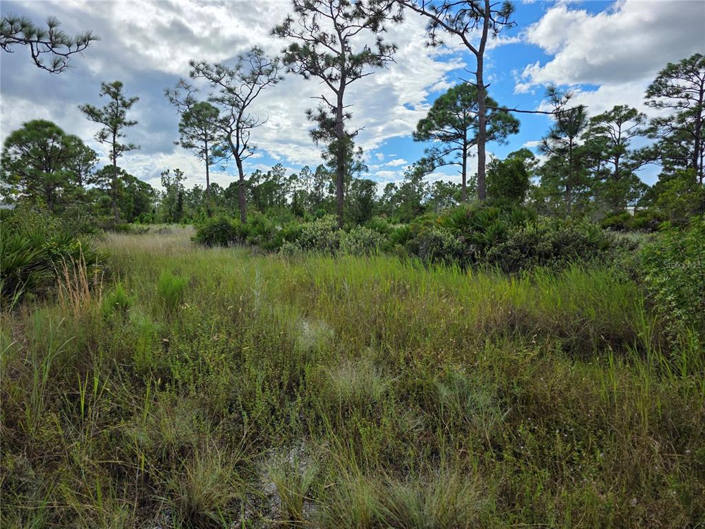 A grassy, undeveloped lot features scattered pine trees and low-lying shrubs under a cloudy sky — 6453 SWEDEN BOULEVARD, PUNTA GORDA, FL
