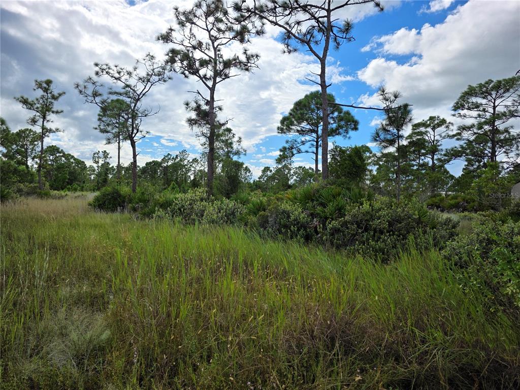 A grassy, undeveloped lot features scattered pine trees and low-lying shrubs under a cloudy sky — 6453 SWEDEN BOULEVARD, PUNTA GORDA, FL