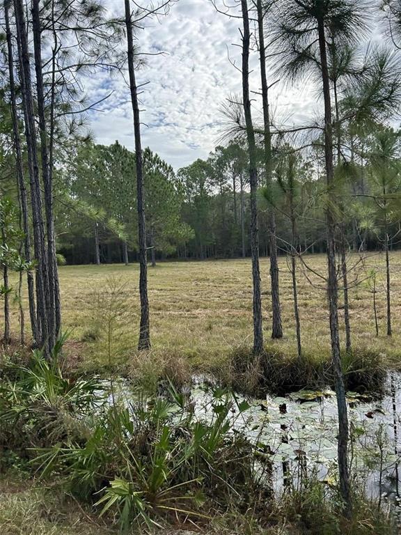 A small pond with lily pads sits in the foreground of a grassy, wooded lot — BERRY GROVES RD DRIVE, CLERMONT, FL