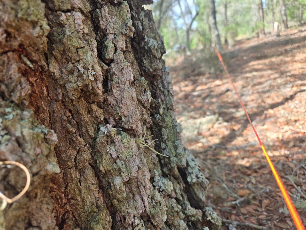 A close-up view of textured tree bark with a small air plant in a wooded area — 206 WALES STREET, INTERLACHEN, FL
