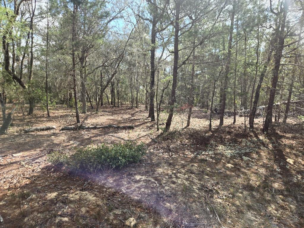 A wooded lot with scattered trees, fallen logs, and patches of low-lying green vegetation — 206 WALES STREET, INTERLACHEN, FL