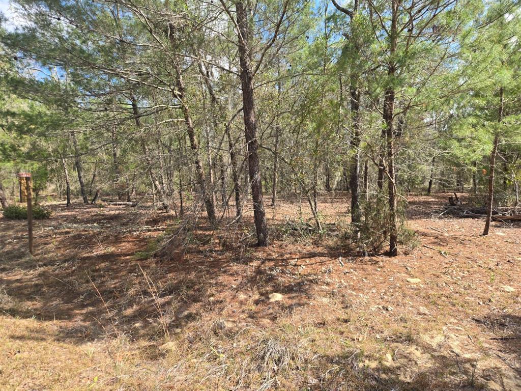 A wooded lot with pine trees and a ground layer of pine needles and brush — 206 WALES STREET, INTERLACHEN, FL