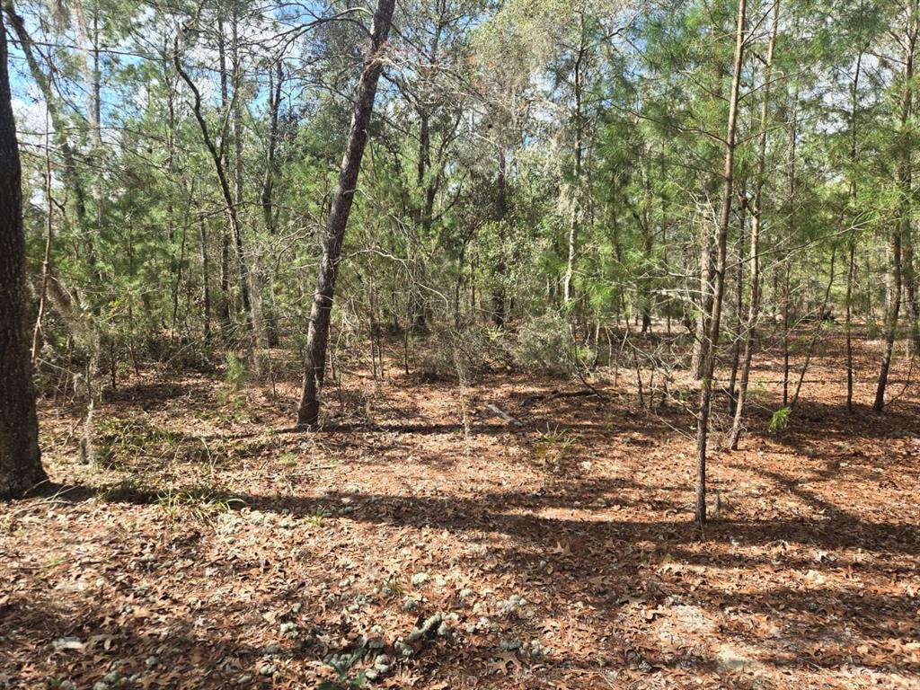 A wooded lot covered in fallen leaves with various pine and deciduous trees — 206 WALES STREET, INTERLACHEN, FL