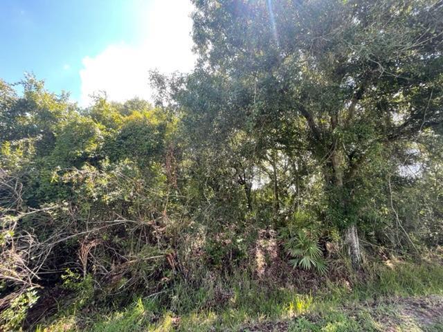 A dense, wooded lot with mature trees and thick underbrush under a bright blue sky — 3966 NW 34th Avenue, FL 34972, FL
