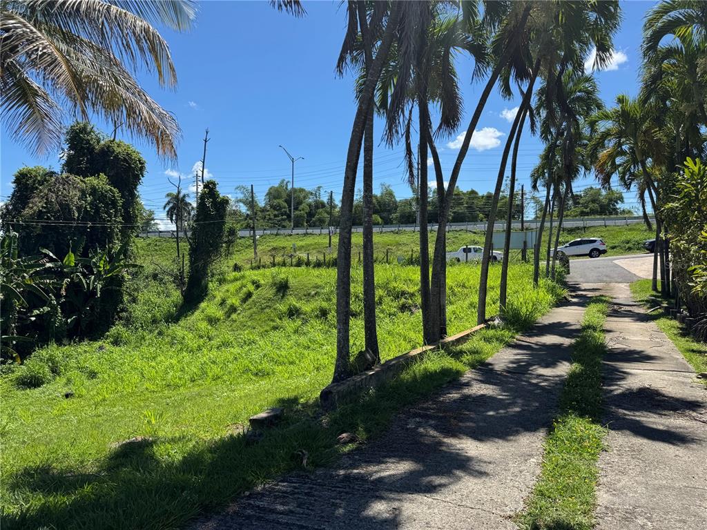 A grassy lot with palm trees borders a paved driveway next to a highway overpass — ROAD 2 KM 150.6, MAYAGUEZ, PR