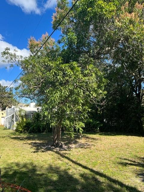 A large tree stands in a grassy yard with a house visible in the background — 821 NE 120th St, Biscayne Park FL 33161, BISCAYNE PARK, FL