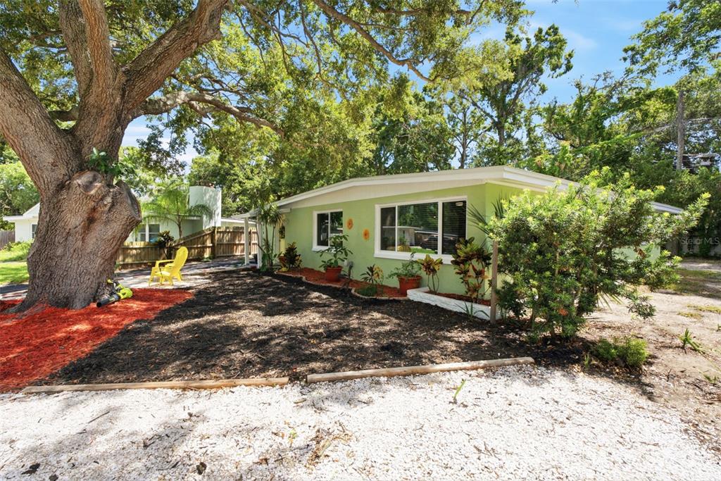 A light green house with a large oak tree and a gravel driveway in front — 1516 ADELE PLACE, LARGO, FL