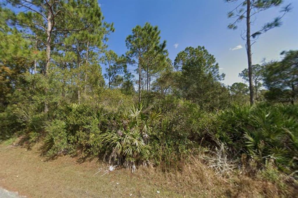A vacant, wooded lot features dense vegetation, palmettos, and tall pine trees under a blue sky — 25 ULMACEAL PATH, PALM COAST, FL