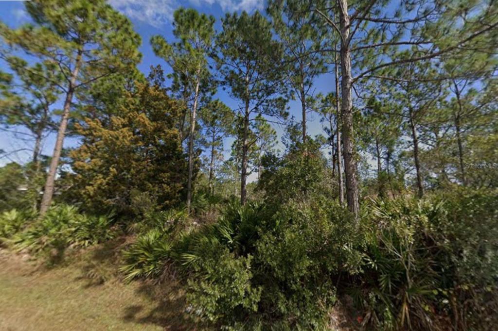 A wooded lot with tall pine trees and dense undergrowth under a blue sky — 25 ULMACEAL PATH, PALM COAST, FL