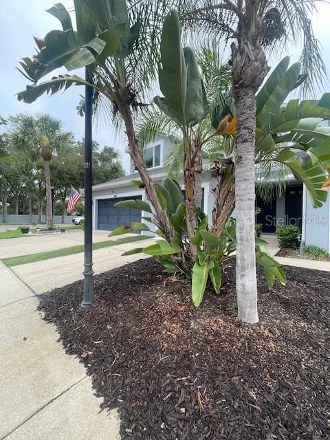 A large bird of paradise plant grows in a mulched garden bed before a house — 6012 PARKSIDE MEADOW DRIVE, TAMPA, FL