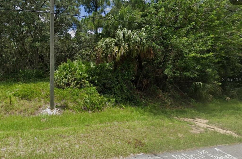 A dense, wooded vacant lot features a tall palm tree and thick undergrowth near a road — PESOLA TERRACE, NORTH PORT, FL