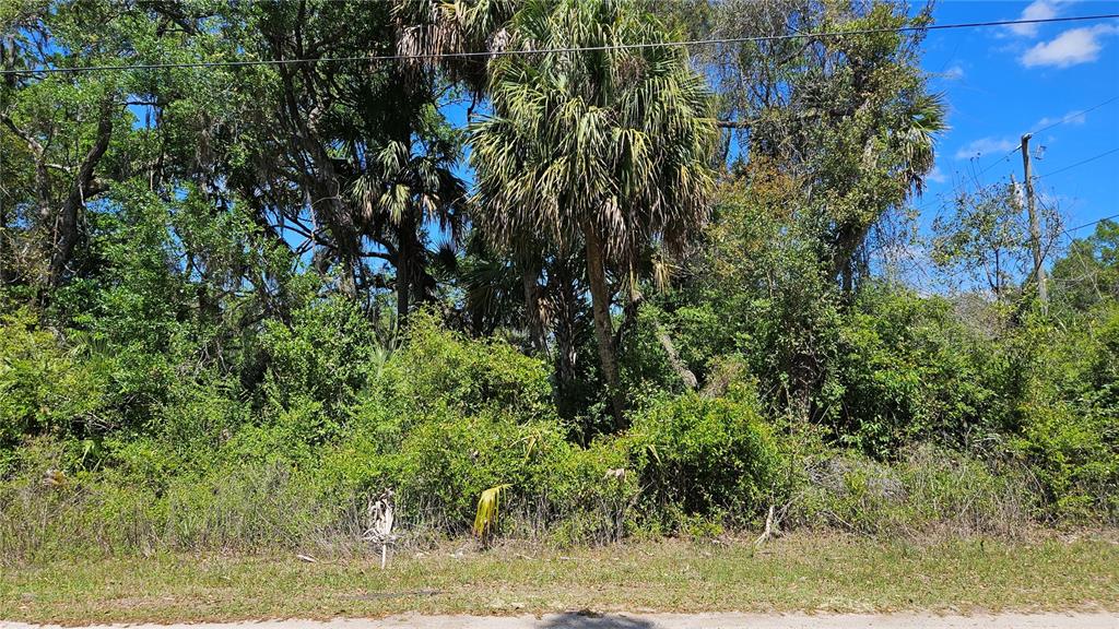 A dense, wooded vacant lot features several tall palm trees and thick underbrush — 11201 W GEM STREET, CRYSTAL RIVER, FL